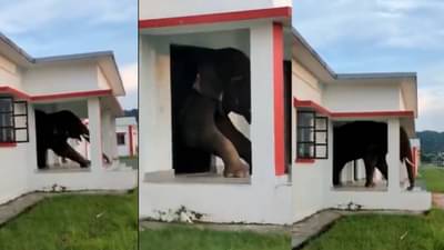 Elephant Viral Video: दरवाजा छोटा, हत्ती मोठा, झाली गफलत! बाहेर पडण्यासाठी हत्तीची धडपड तर बघा...