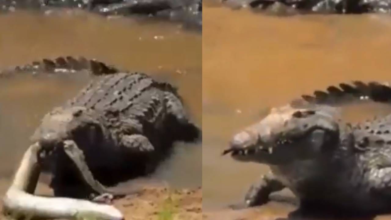 Viral Video: मगर किती भयानक असते याचा अंदाज येईल, हा व्हिडीओ बघा! Viral Video: मगर किती भयानक असते याचा अंदाज येईल, हा व्हिडीओ बघा!