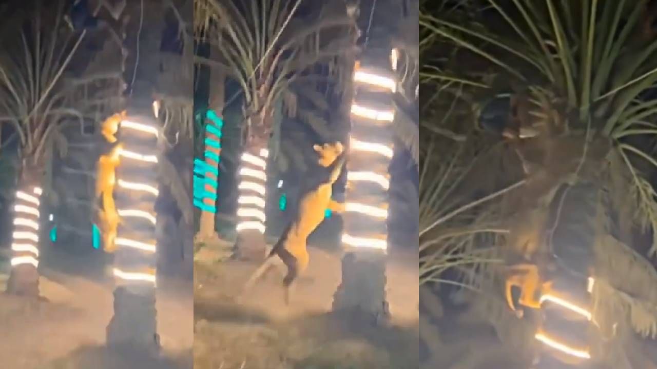 Viral Video: पार्टीत वाघिणीचा राडा, जीव वाचवा, झाडावर चढा! खतरनाक व्हिडीओ