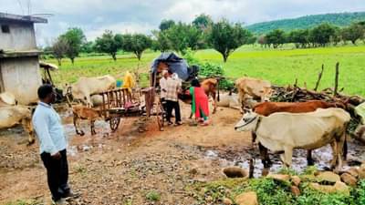 नागपुरात इतक्या जनावरांमध्ये आढळली लम्पीची लक्षणं, लसीकरणासाठी मोहीम काय?