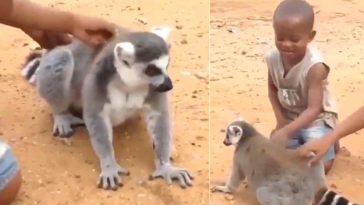 Viral: तू माझी पाठ खाजव, मी तुझी खाजवतो, आनंद महिंद्राकडून छोट्या लीमरचा व्हिडीओ पोस्ट, म्हणाले...