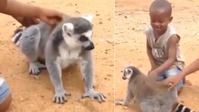 Viral: तू माझी पाठ खाजव, मी तुझी खाजवतो, आनंद महिंद्राकडून छोट्या लीमरचा व्हिडीओ पोस्ट, म्हणाले...