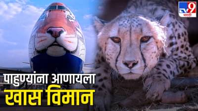 पहाटेच 8 पाहुणे धडकणार, नामिबियाचे चित्ते, वाघाचं विमान, 11 तास प्रवास, वाचा 10 अपडेट्स