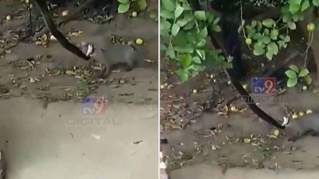Viral: मुंगूस पाहताच साप फरार, पण चतूर मुंगसाचा एकच वार आणि साप गपगार, पाहा व्हायरल व्हिडीओ