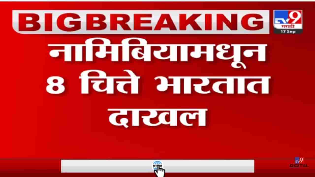 Video: त्या आठ चित्त्यांना कुनो नॅशनल पार्कमध्ये नेणार, पंतप्रधान मोदींची कार्यक्रमाला असणार उपस्थिती