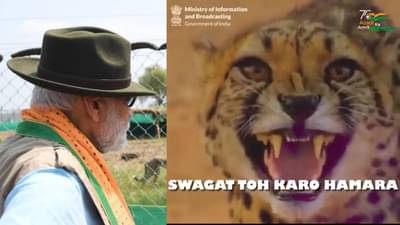 Cheetah Is Back: #CheetahIsBack ट्विटरवर ट्रेंडिंग! चित्त्याचं स्वागत, मोदींचं कौतुक आणि बरंच काही!
