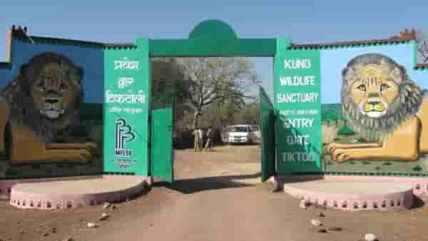 Kuno National Park: नामिबियाहून आलेल्या चित्त्यांचं घर आहे खूप सुंदर, जाणून घ्या माहिती !