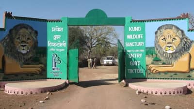 Kuno National Park: नामिबियाहून आलेल्या चित्त्यांचं घर आहे खूप सुंदर, जाणून घ्या माहिती !