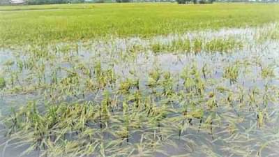 Crop Insurance Scheme : पावसाने झाले पिकांचे नुकसान.. या सरकारी योजनेतून होईल भरपाई..