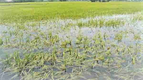 Crop Insurance Scheme : पावसाने झाले पिकांचे नुकसान.. या सरकारी योजनेतून होईल भरपाई..