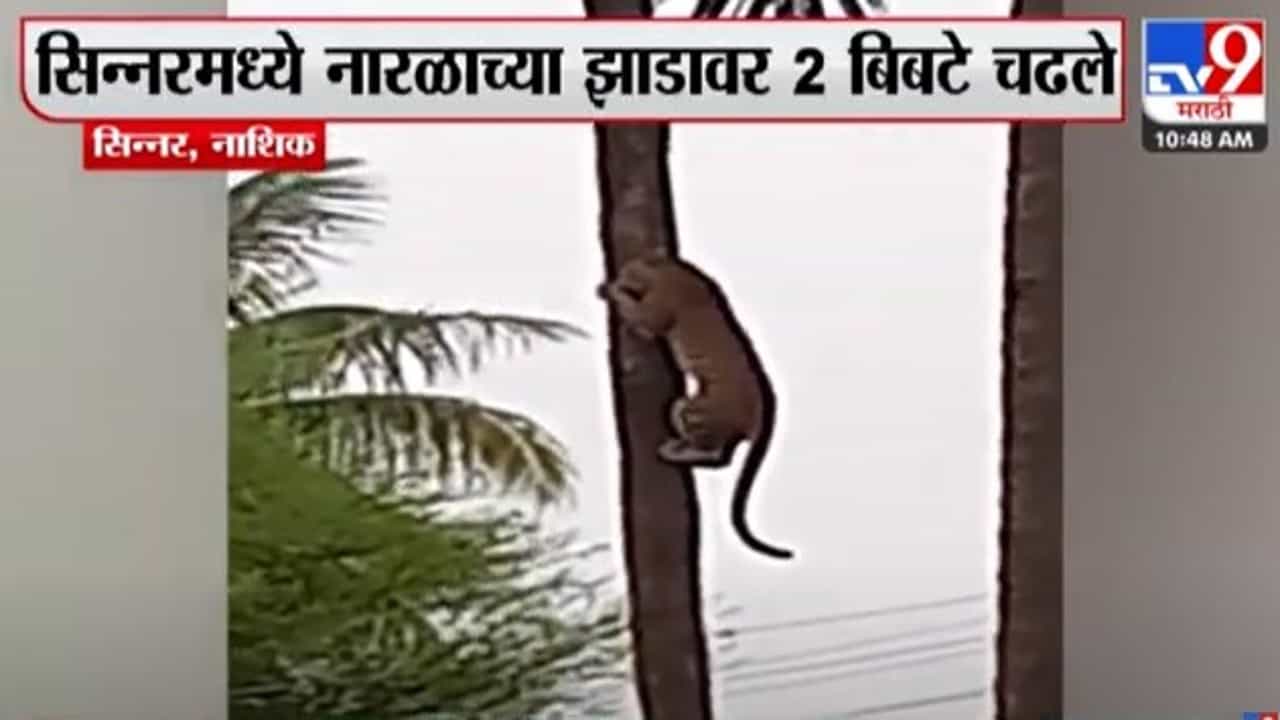 बिबट्याचा नारळाच्या झाडावर चढतानाचा थरार कॅमेऱ्यात कैद, नागरिकांमध्ये भीती
