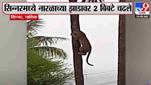 बिबट्याचा नारळाच्या झाडावर चढतानाचा थरार कॅमेऱ्यात कैद, नागरिकांमध्ये भीती