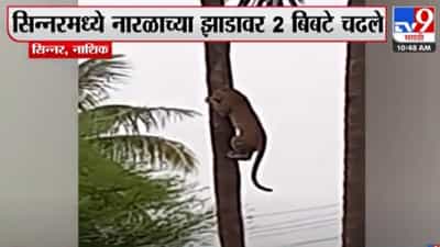 बिबट्याचा नारळाच्या झाडावर चढतानाचा थरार कॅमेऱ्यात कैद, नागरिकांमध्ये भीती