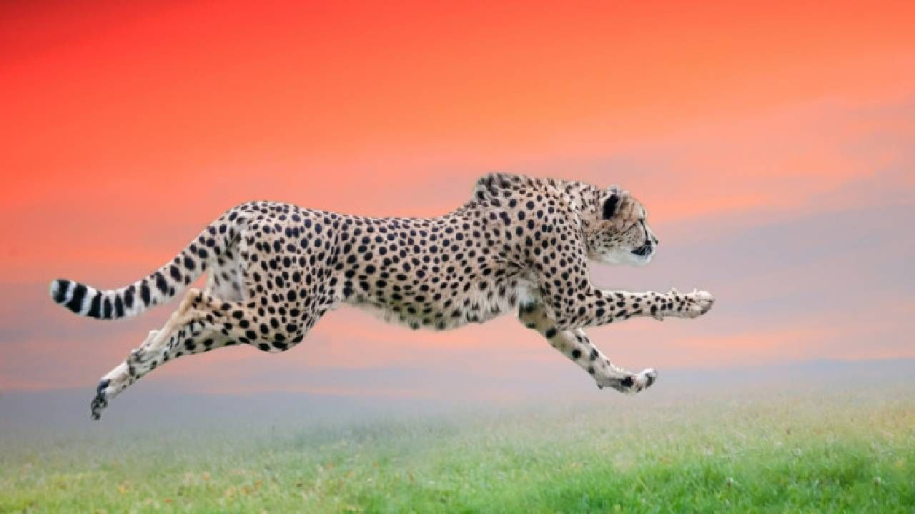 Cheetah | झरकन शिकारीवर घालतो झडप..पण दुसरेच करतात याचे बछडे गडप..वेगाच्या बादशाहची काय ही लाचारी...