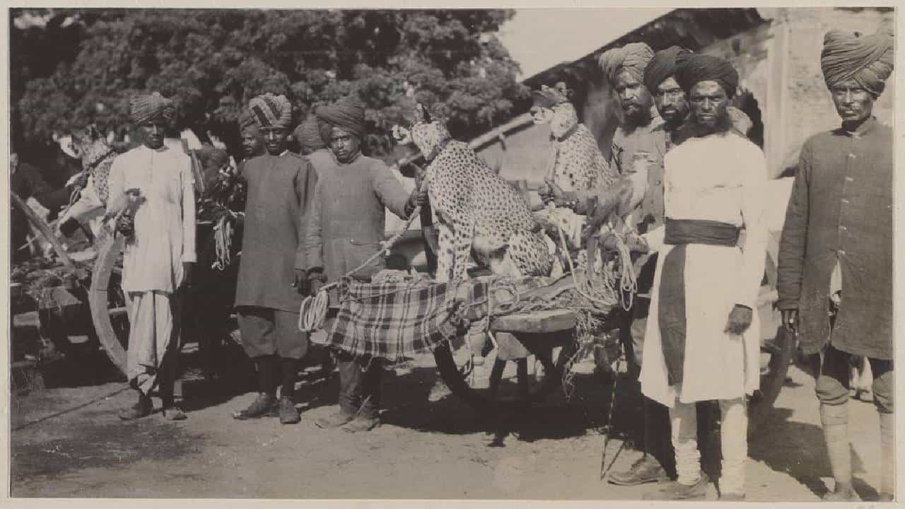 भारतातून चित्ता नामशेष का झाला? आयएफएस अधिकाऱ्याची पोस्ट, लोकं आश्चर्यचकित