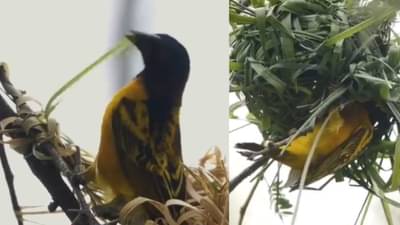 पक्ष्याला कधी घरटं बनवताना पाहिलंय का? हा सुंदर व्हिडीओ तुम्हाला बरंच काही शिकवून जाईल, बघा