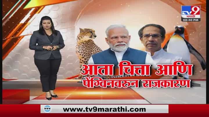 आता चित्ता आणि पेंग्विनवरून राजकारण, शिवसेनेचं म्हणणं काय? आता चित्ता आणि पेंग्विनवरून राजकारण, शिवसेनेचं म्हणणं काय?