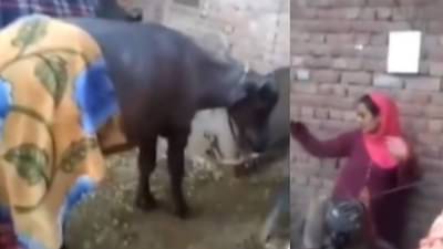 क्या बात है! मालकीण म्हणेल तशी म्हैस नाचू लागते! कमाले हा व्हिडीओ...