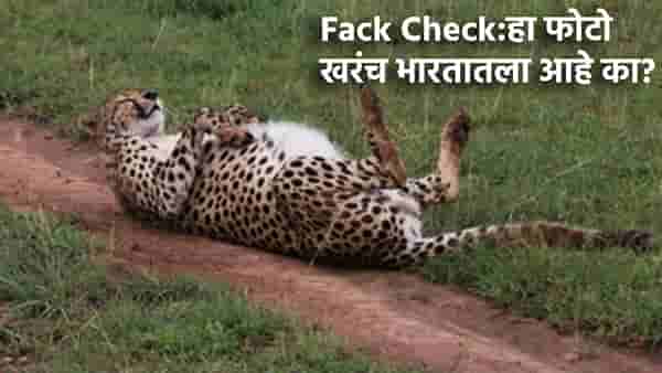 Fact Check: चित्त्यांचा हा फोटो खरंच कुनो नॅशनल पार्कमधील आहे का? काय आहे फोटोमागचं सत्य?
