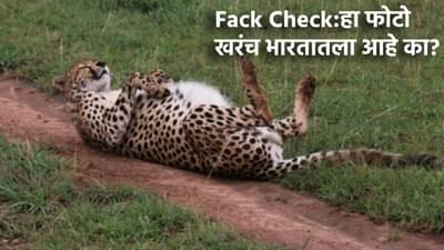 Fact Check: चित्त्यांचा हा फोटो खरंच कुनो नॅशनल पार्कमधील आहे का? काय आहे फोटोमागचं सत्य?