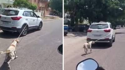 कारला बांधून फरफटत नेले कुत्र्याला, या कारणातून डॉक्टरने केले अमानुष कृत्य