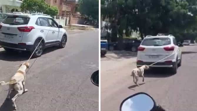 कारला बांधून फरफटत नेले कुत्र्याला, या कारणातून डॉक्टरने केले अमानुष कृत्य