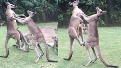 जे बात! कांगारूंची दबंग स्टाईल हाणामारी, कुठेही पाहायला न मिळणारं दृश्य! व्हायरल