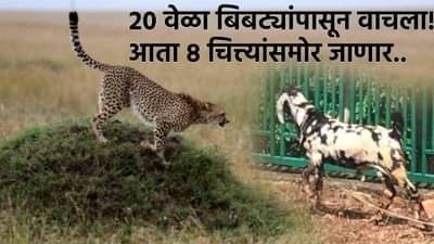 मोदींनी सोडलेले चित्ते करणार या बोकडाची शिकार, पण लय दमदार हाय बोकडाचं रेकॉर्ड!