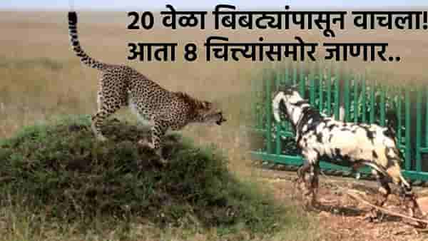 मोदींनी सोडलेले चित्ते करणार या बोकडाची शिकार, पण लय दमदार हाय बोकडाचं रेकॉर्ड!