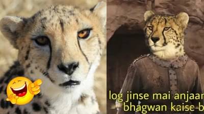 Cheetah: देशात चित्ते परतल्यानंतर सोशल मीडियावर मीम्सचा पूर; तुम्हीही पोट धरून हसाल!
