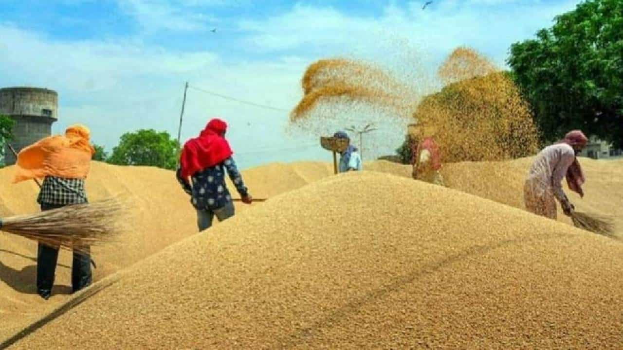 Wheat | गव्हाच्या किंमती भडकणार? बंपर स्टॉक कमी झाला? आता सरकार काय म्हणते ते वाचा..