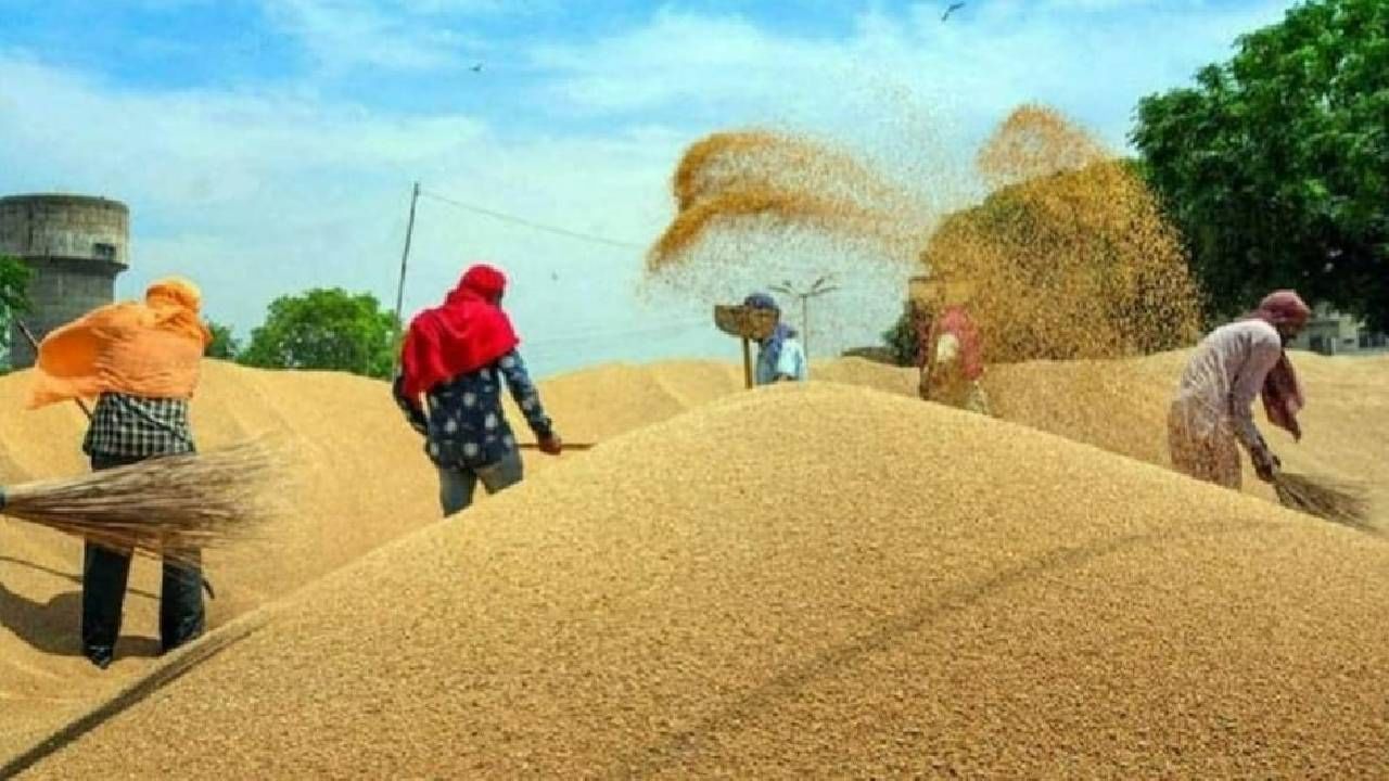 Wheat | गव्हाच्या किंमती भडकणार? बंपर स्टॉक कमी झाला? आता सरकार काय म्हणते ते वाचा..