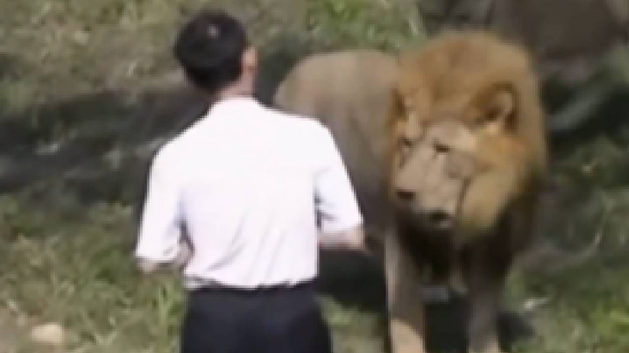 माणूस सिंहाला शांतपणे समजवायला गेला पण सिंहाला ते मान्य नव्हतं! व्हायरल व्हिडीओ