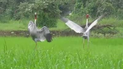 सारस संवर्धनासाठी प्रशासन सरसावले, येथील तीन तालुक्यांत होणार क्लस्टर