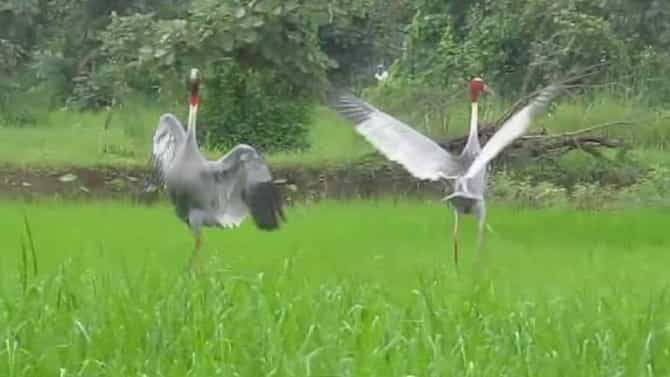 सारस संवर्धनासाठी प्रशासन सरसावले, येथील तीन तालुक्यांत होणार क्लस्टर