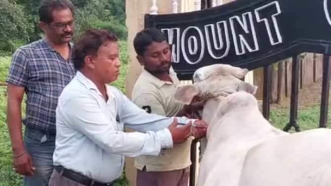 विदर्भात लम्पीची दहशत, नागपूर, वर्ध्यातील परिस्थिती काय?