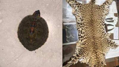 आधी वन्य प्राण्यांच्या कातडीची तस्करी आणि आता थेट जीवंत दुर्मिळ कासव विक्रीला