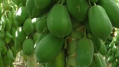 Agricultural : शेती पारंपरिक पण उत्पन्न लाखोंमध्ये, अल्पभूधारक शेतकऱ्याने कशी साधली किमया?