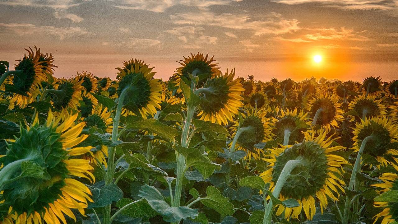 जिकडे सूर्य तिकडेच सूर्यफुलाचं तोंड का? सूर्य इतका आवडायचं कारण काय