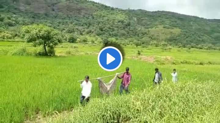 ना रस्ता, ना रुग्णवाहिका! उपचारासाठी झोळी करुन 6 किमी पायपीट ना रस्ता, ना रुग्णवाहिका! उपचारासाठी झोळी करुन 6 किमी पायपीट