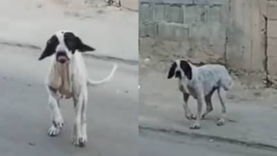 जमलंय जमलंय! स्टार किड्सला सुद्धा जमणार नाही, कुत्र्याचा तोड अभिनय!