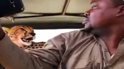 पठ्ठयाने घेतली चक्क चित्त्यासोबत सेल्फी, नेटकरी विचारताहेत भावा आहेस की खपला?