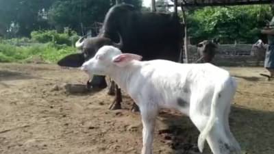 पी हळद...हो गोरी...वर्षानुवर्ष ती काळी, पण पोरं गोरी, चंद्रपुरात नक्की घडलं काय?