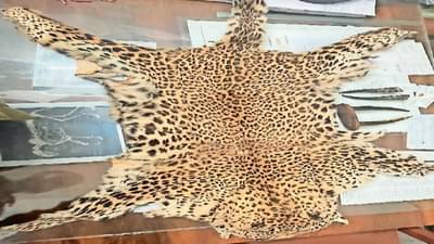 वनविभाग कर्मचाऱ्याचा मुलगाच निघाला तस्करीचा सूत्रधार, उच्चशिक्षित होता पण...