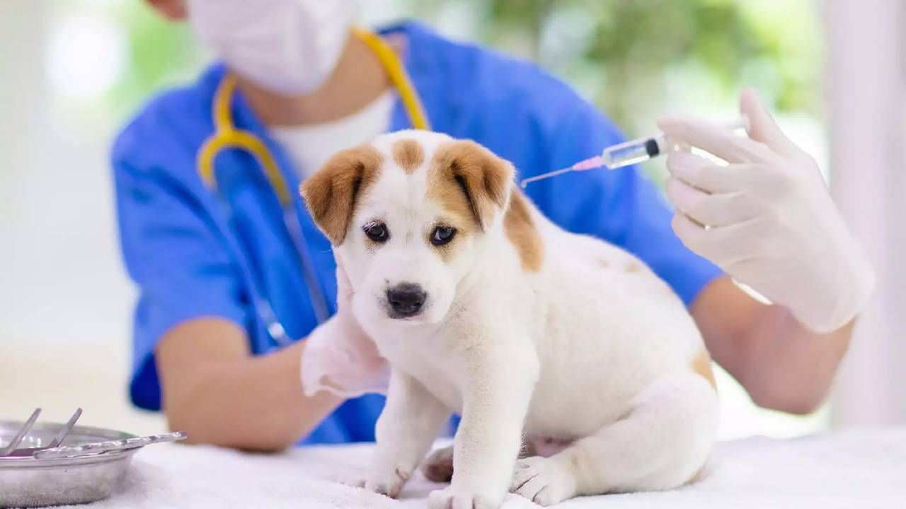 World Rabies Day 2022: उद्या जागतिक रेबीज दिवस, काय आहे या दिवसाचे महत्त्व? World Rabies Day 2022: उद्या जागतिक रेबीज दिवस, काय आहे या दिवसाचे महत्त्व?