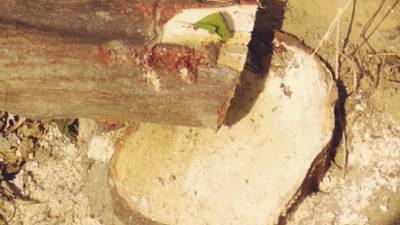 राजभवन परिसरातून चंदनाची चोरी, एक आरोपी नागपूर पोलिसांच्या जाळ्यात