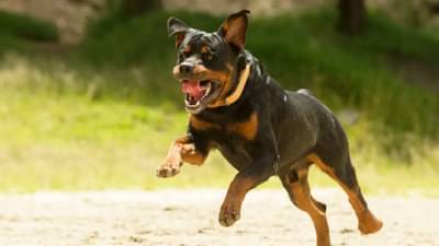 दुचाकीवरुन जाणाऱ्या महिलेला कचकन चावला! कुत्रा पाळणं मालकाच्या अंगलट