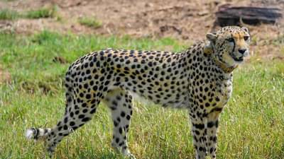 खुशखबर! जंगलात चित्त्यांचा दबदबा वाढणार; नामिबियातून आणलेली मादी चित्ता देणार पिल्लांना जन्म