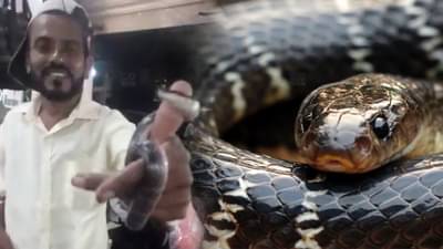 सापाशी खेळ, जीव जाण्याची वेळ, वर्ध्यात सर्पमित्र मण्यारला धामण समजला आणि...