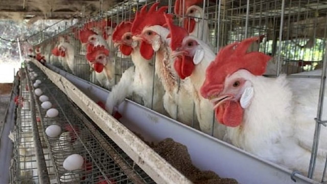 अतिवृष्टीमुळे यंदा 'या' पिकाचे उत्पादन घटणार, त्यामुळे चिकनचे भाव वाढणार?